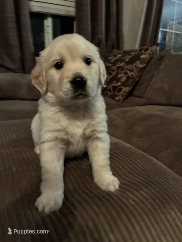 Lainey – English Cream Golden Retriever puppy for sale in Casco, MI