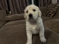 Lainey, a female English Cream Golden Retriever for sale in Casco, MI – Photo 4 of 4