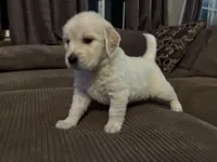 Lainey, a female English Cream Golden Retriever for sale in Casco, MI – Photo 3 of 4