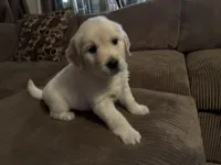 Lainey, a female English Cream Golden Retriever for sale in Casco, MI – Photo 2 of 4