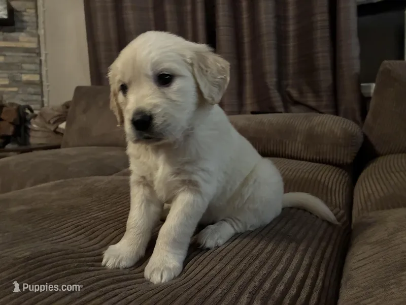 Oakley – English Cream Golden Retriever puppy for sale in Casco, MI