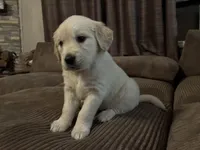 Oakley, a female English Cream Golden Retriever for sale in Casco, MI – Photo 1 of 4