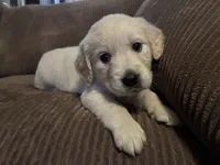 Oakley, a female English Cream Golden Retriever for sale in Casco, MI – Photo 4 of 4