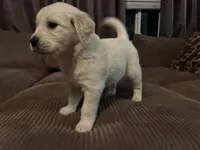 Oakley, a female English Cream Golden Retriever for sale in Casco, MI – Photo 3 of 4