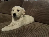 Oakley, a female English Cream Golden Retriever for sale in Casco, MI – Photo 2 of 4