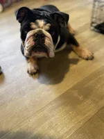 Arlover , a male English Bulldog for sale in Wilson, NC – Photo 1 of 4