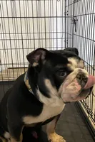 Arlover , a male English Bulldog for sale in Wilson, NC – Photo 3 of 4