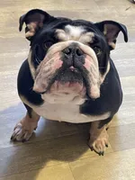 Arlover , a male English Bulldog for sale in Wilson, NC – Photo 2 of 4