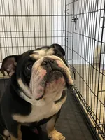 Arlover , a male English Bulldog for sale in Wilson, NC – Photo 4 of 4