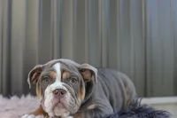 processed/c50ff0da-41b2-4052-9ea4-a3efd21b0e6a/listing/50df5d56-af7a-4c45-acdd-12f58e04aab1/248a9d80-4658-47cd-808b-63bdab8b19c5