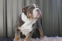 processed/c50ff0da-41b2-4052-9ea4-a3efd21b0e6a/listing/50df5d56-af7a-4c45-acdd-12f58e04aab1/b4a319e3-5d0d-40e2-84ef-486b743af922