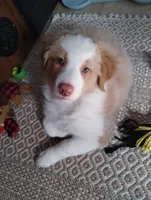 processed/c510a4a1-6837-46b0-a5f2-ed24be7e7a84/listing/fdd3b50f-02de-4029-af72-7b441010b3df/1b95cd74-8f8f-4fc2-b2e5-da76e5cf466a