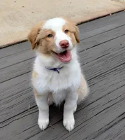 Hank, a male Australian Shepherd for sale in Atlanta, GA – Photo 2 of 10