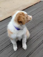 Hank, a male Australian Shepherd for sale in Atlanta, GA – Photo 3 of 10