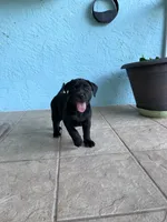 Bella , a female Cane Corso and Labrador Retriever for sale in Punta Gorda, FL – 2 of 4