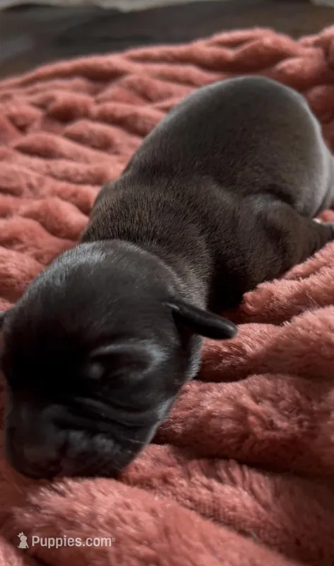 June  – Cane Corso, Labrador Retriever puppy for sale in Punta Gorda, FL
