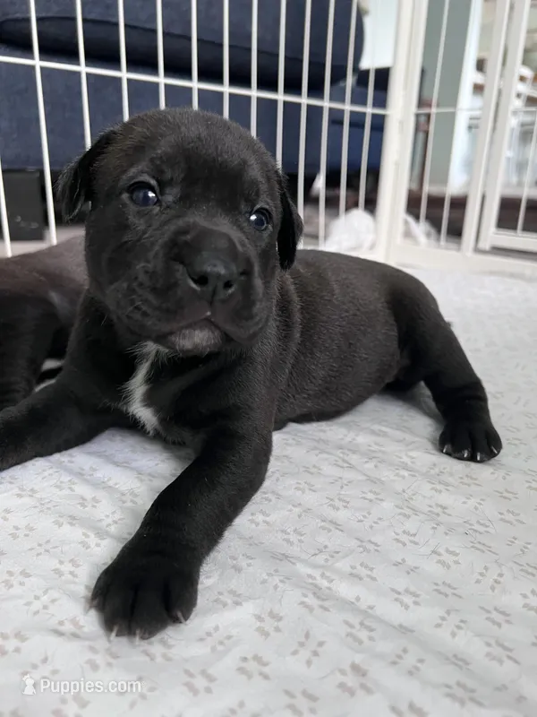 June – Cane Corso, Labrador Retriever puppy for sale in Punta Gorda, FL