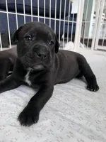 June, a female Cane Corso and Labrador Retriever for sale in Punta Gorda, FL – 3 of 6