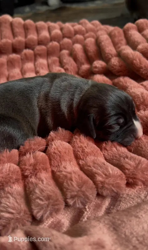 Enoch, a male Cane Corso and Labrador Retriever for sale in Punta Gorda, FL – Photo 1 of 3