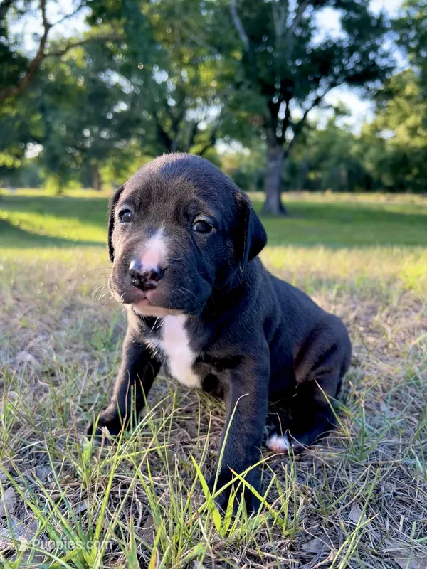 Enoch – Cane Corso, Labrador Retriever puppy for sale in Punta Gorda, FL