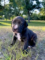 Enoch, a male Cane Corso and Labrador Retriever for sale in Punta Gorda, FL – 3 of 6