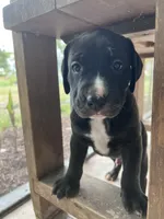 Enoch, a male Cane Corso and Labrador Retriever for sale in Punta Gorda, FL – 2 of 6