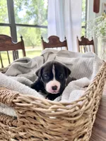 Josie , a female Labrador Retriever and Mountain Cur for sale in Punta Gorda, FL – Photo 2 of 5