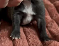 Josie , a female Cane Corso and Labrador Retriever for sale in Punta Gorda, FL – Photo 2 of 3