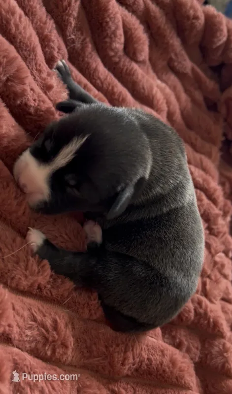 Josie  – Cane Corso, Labrador Retriever puppy on hold in Punta Gorda, FL