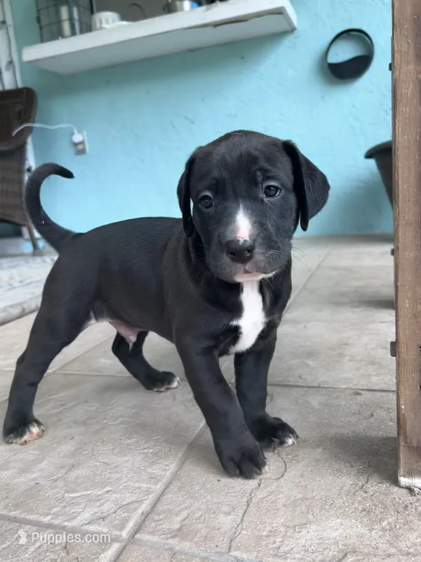Enoch – Cane Corso, Labrador Retriever puppy for sale in Punta Gorda, FL