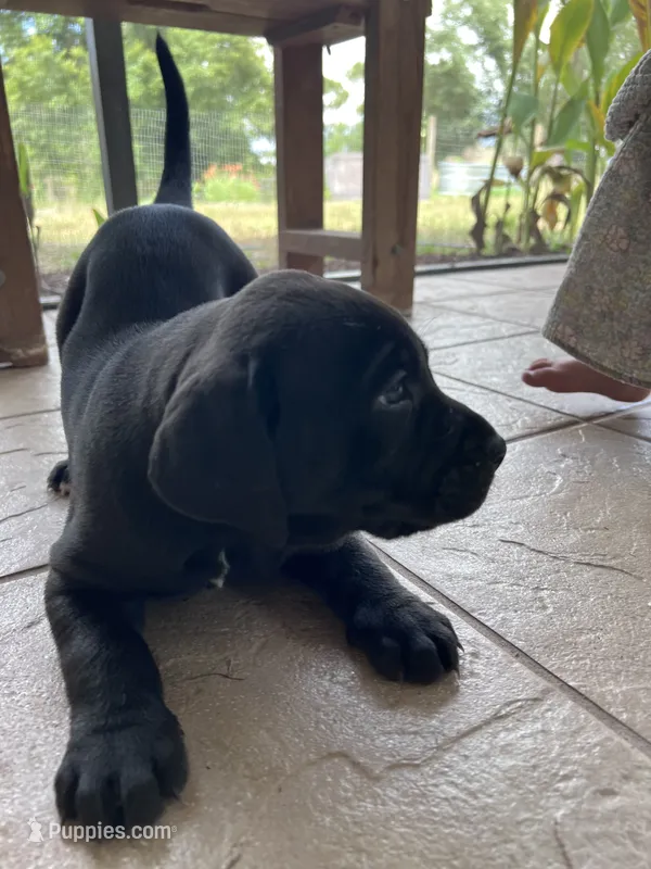 June – Cane Corso, Labrador Retriever puppy on hold in Punta Gorda, FL