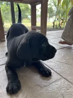 June, a female Cane Corso and Labrador Retriever for sale in Punta Gorda, FL – 1 of 6