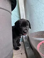 June, a female Cane Corso and Labrador Retriever for sale in Punta Gorda, FL – 2 of 6