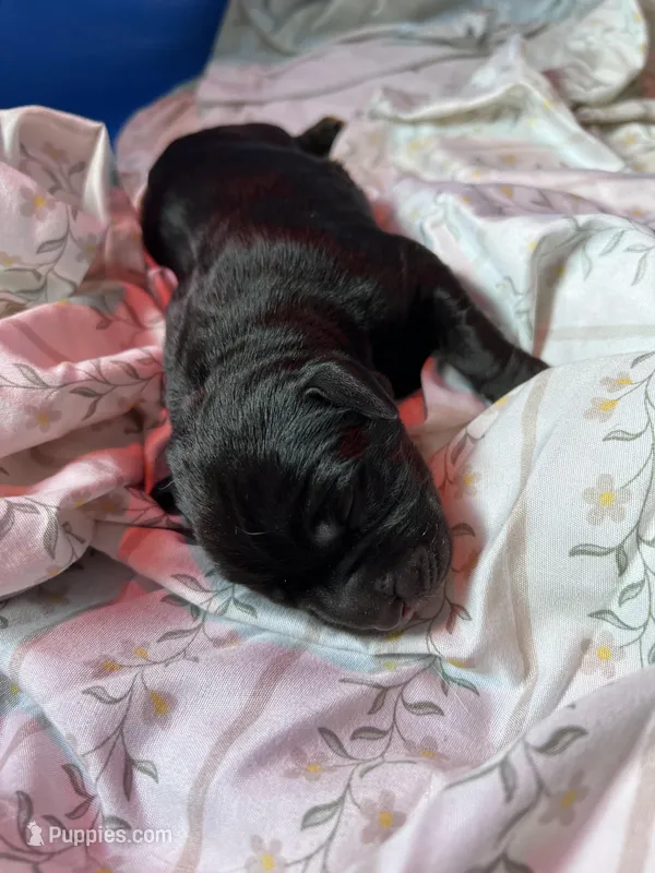 Bella  – Cane Corso, Labrador Retriever puppy for sale in Punta Gorda, FL