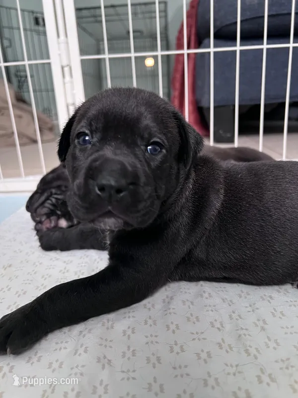 Bella  – Cane Corso, Labrador Retriever puppy for sale in Punta Gorda, FL