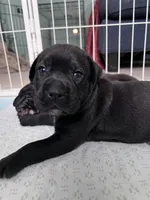 Bella , a female Cane Corso and Labrador Retriever for sale in Punta Gorda, FL – 3 of 4