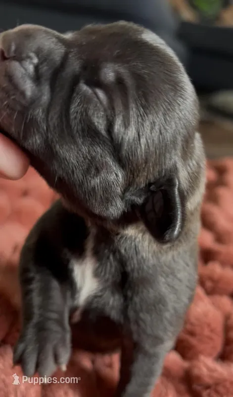 Lyla  – Cane Corso, Labrador Retriever puppy for sale in Punta Gorda, FL