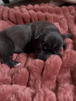 Lyla , a female Cane Corso and Labrador Retriever for sale in Punta Gorda, FL – Photo 3 of 3