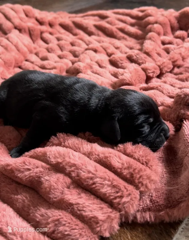 Davie  – Cane Corso, Labrador Retriever puppy for sale in Punta Gorda, FL