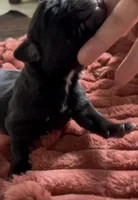 Davie , a male Cane Corso and Labrador Retriever for sale in Punta Gorda, FL – Photo 3 of 3