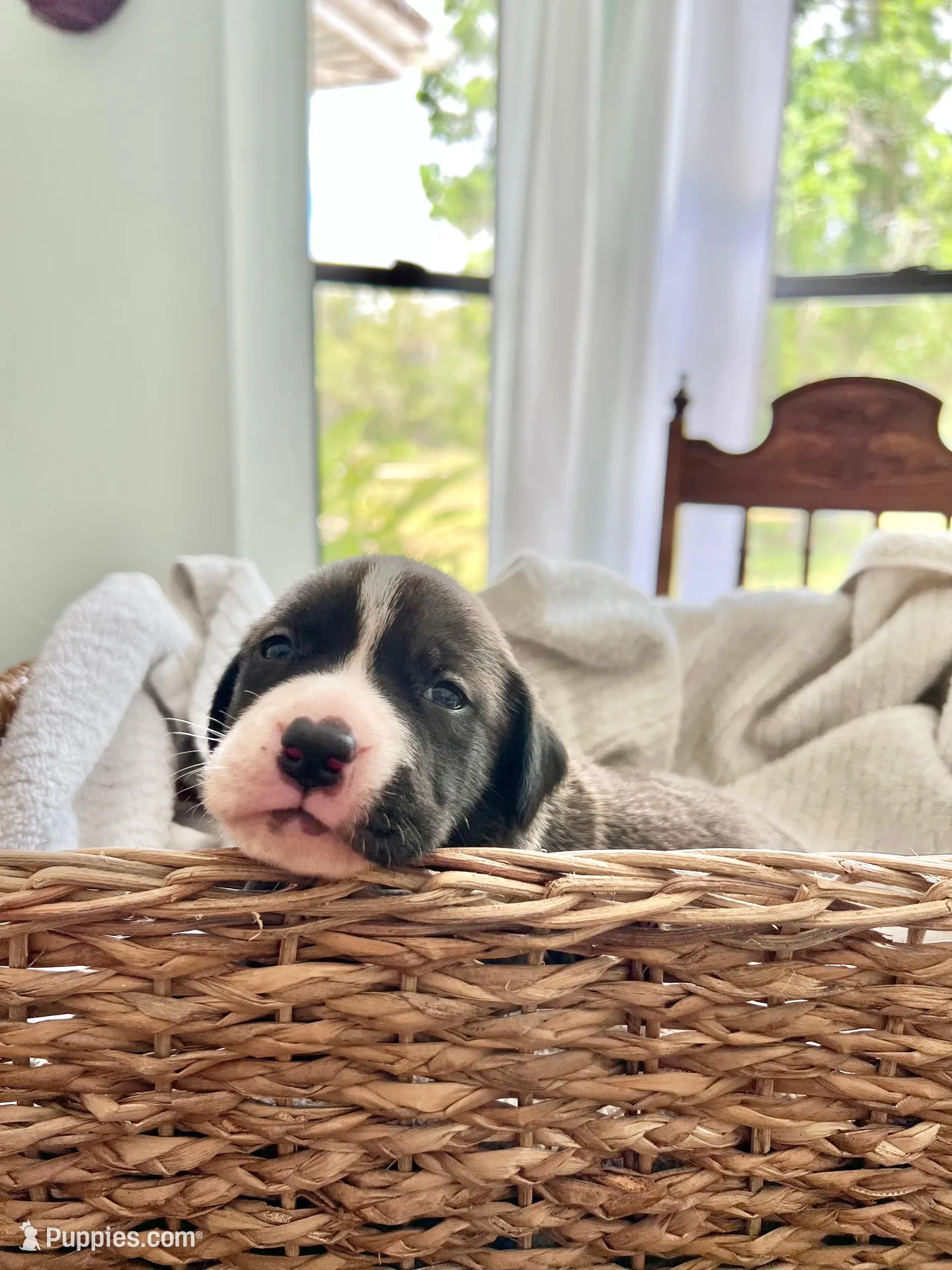 Josie , a female Labrador Retriever and Mountain Cur for sale in Punta Gorda, FL – Photo 1 of 5