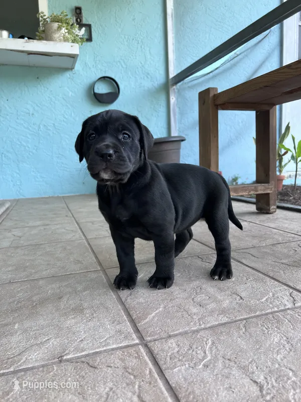 Bella  – Cane Corso, Labrador Retriever puppy for sale in Punta Gorda, FL