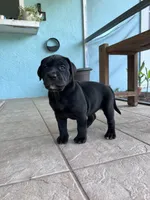 Bella , a female Cane Corso and Labrador Retriever for sale in Punta Gorda, FL – 1 of 4