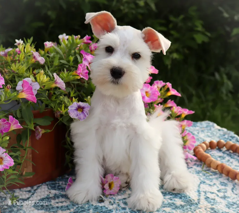 Sneezy  – Miniature Schnauzer puppy for sale in Utica, OH