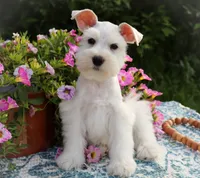 Sneezy , a male Miniature Schnauzer for sale in Utica, OH – 1 of 1