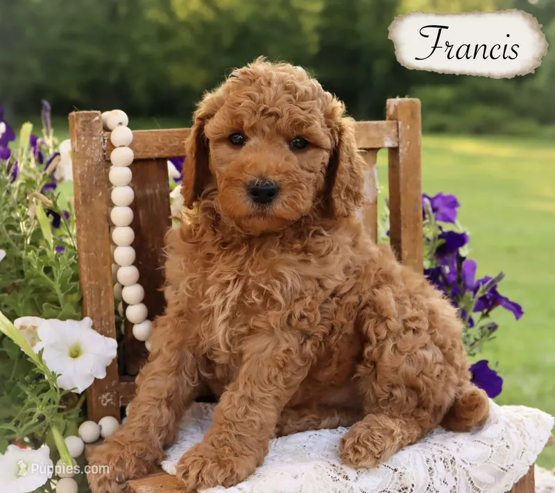 Francis  – Poodle - Miniature , Poodle - Standard  puppy for sale in Utica, OH