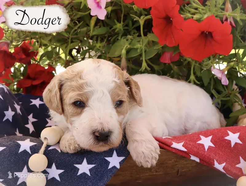 Dodger  – Poodle - Standard  puppy for sale in Utica, OH