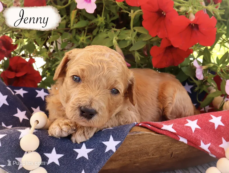 Jenny  – Poodle - Standard  puppy for sale in Utica, OH