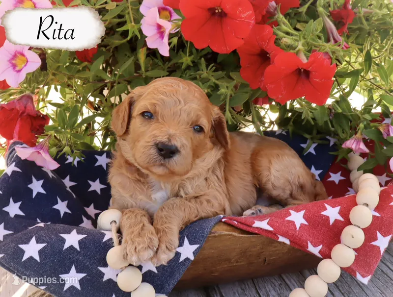 Rita  – Poodle - Standard  puppy for sale in Utica, OH