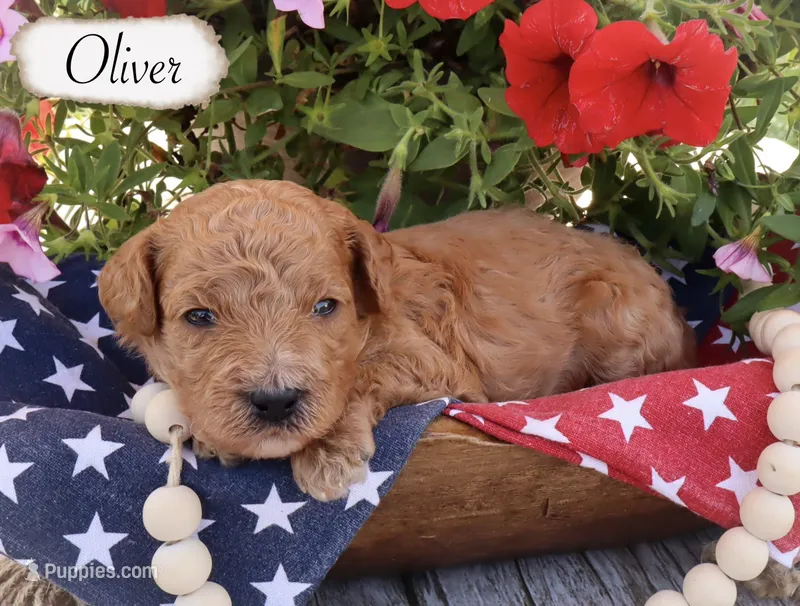 Oliver  – Poodle - Standard  puppy for sale in Utica, OH